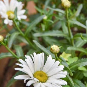 LEUCANTHEMUM VULGARE, LEUCANTEMO, ASTERACEAE - 1580