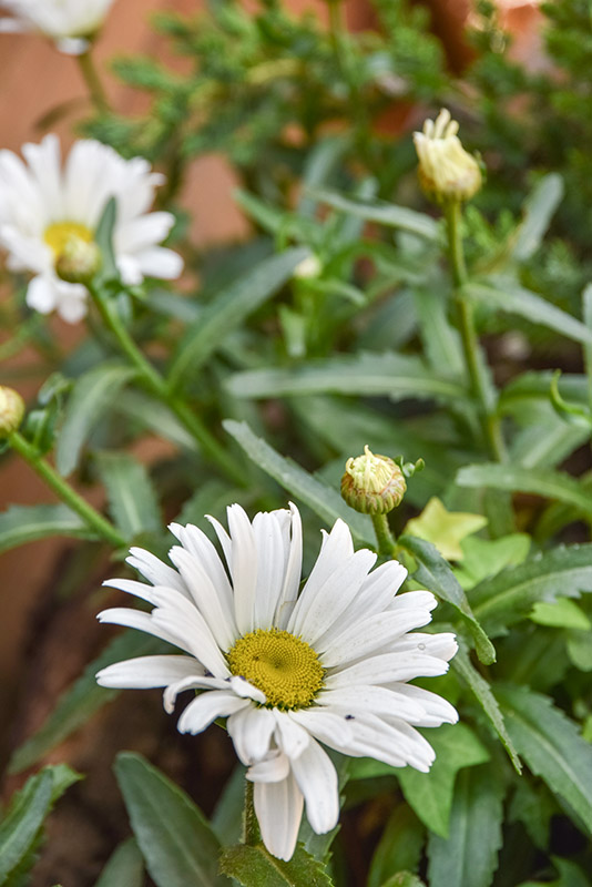 LEUCANTHEMUM VULGARE, LEUCANTEMO, ASTERACEAE - 1580