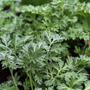 ARTEMISIA ABSINTHIUM, ASSENZIO, ASTERACEAE - 1628