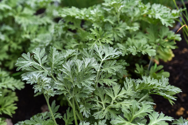 ARTEMISIA ABSINTHIUM, ASSENZIO, ASTERACEAE - 1628