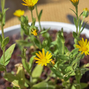 CALENDULA, CALENDULA ARVENSIS, CALENDULA DEI CAMPI, CALTA SELVATICA, FIORRANCIO SELVATICO, ASTERACEAE - 2121