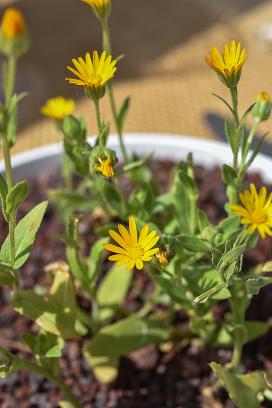 CALENDULA, CALENDULA ARVENSIS, CALENDULA DEI CAMPI, CALTA SELVATICA, FIORRANCIO SELVATICO, ASTERACEAE - 2121
