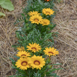 GAZANIA, ASTERACEAE, SUD AFRICA - 2167