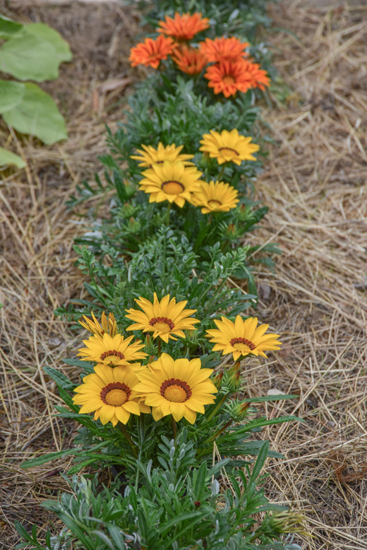 GAZANIA, ASTERACEAE, SUD AFRICA - 2167