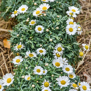 ARGYRANTHEMUM FRUTESCENS, MARGHERITA DELLE CANARIE, ASTERACEAE - 2171