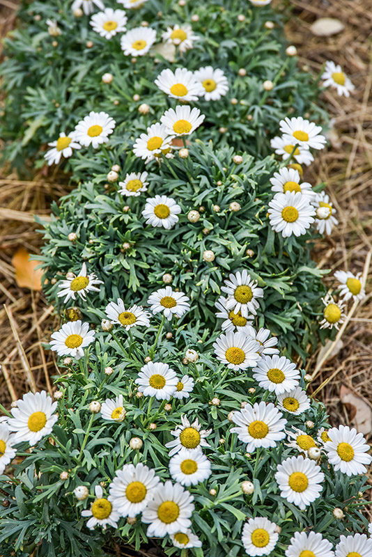 ARGYRANTHEMUM FRUTESCENS, MARGHERITA DELLE CANARIE, ASTERACEAE - 2171