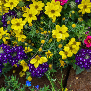 BIDENS, ASTERACEAE, SUD AMERICA - 2208