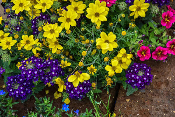 BIDENS, ASTERACEAE, SUD AMERICA - 2208