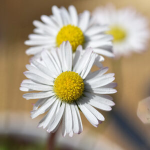 BELLIS PERENNIS, PRATOLINA, MARGHERITINA, ASTERACEAE - 2123