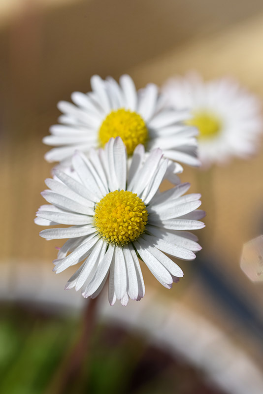 BELLIS PERENNIS, PRATOLINA, MARGHERITINA, ASTERACEAE - 2123