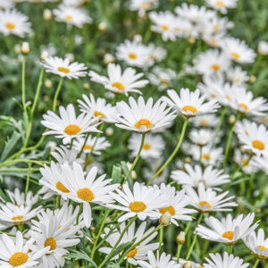 ARGYRANTHEMUM FRUTESCENS, MARGHERITA DELLE CANARIE, ASTERACEAE  - 2217