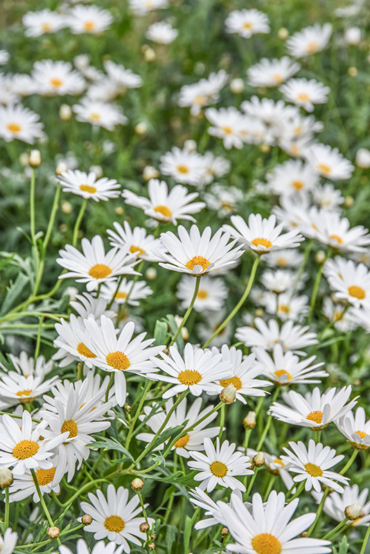 ARGYRANTHEMUM FRUTESCENS, MARGHERITA DELLE CANARIE, ASTERACEAE  - 2217