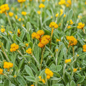 CRYSOCEPHALUS APICULATUM, ASTERACEAE - 2312