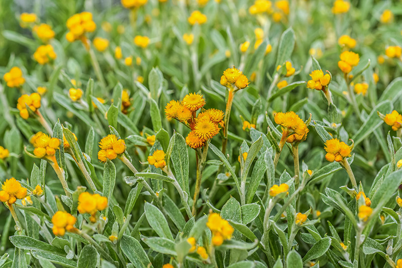CRYSOCEPHALUS APICULATUM, ASTERACEAE - 2312 - immagine 1