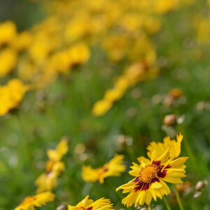 COREOPSIS HYB, ASTERACEAE - 2354