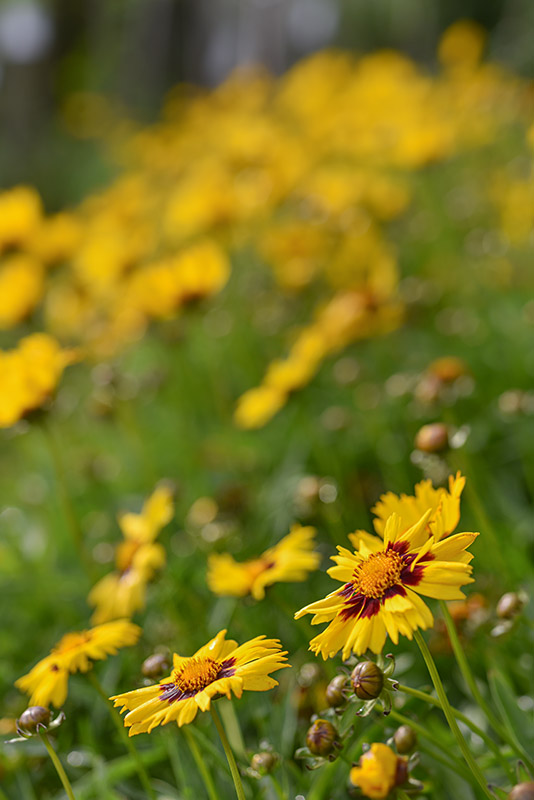COREOPSIS HYB, ASTERACEAE - 2354