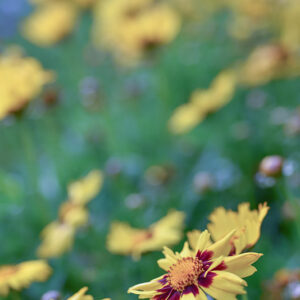 COREOPSIS HYB, ASTERACEAE - 2355