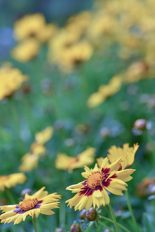 COREOPSIS HYB, ASTERACEAE - 2355