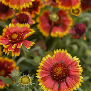 GAILLARDIA ARISTATA, ASTERACEAE  - 2357