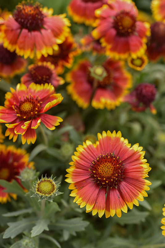 GAILLARDIA ARISTATA, ASTERACEAE  - 2357