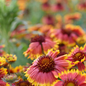 GAILLARDIA ARISTATA, ASTERACEAE - 2358