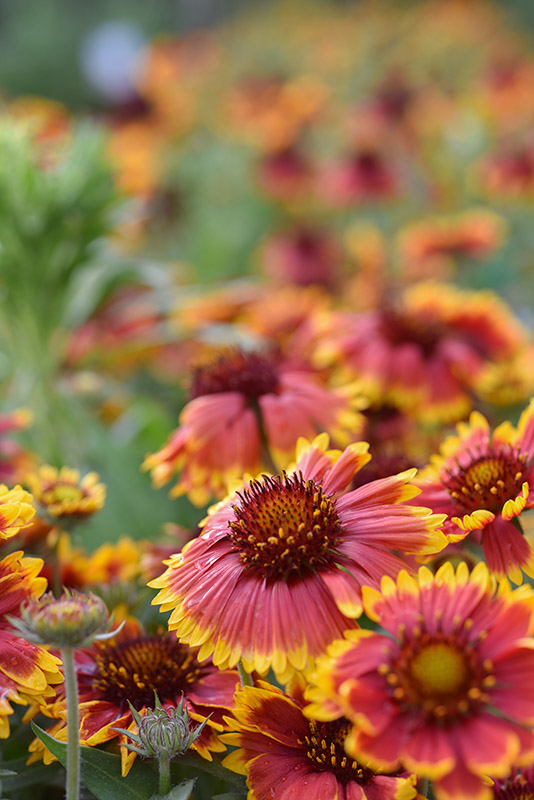 GAILLARDIA ARISTATA, ASTERACEAE - 2358