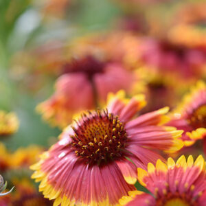 GAILLARDIA ARISTATA, ASTERACEAE - 2359