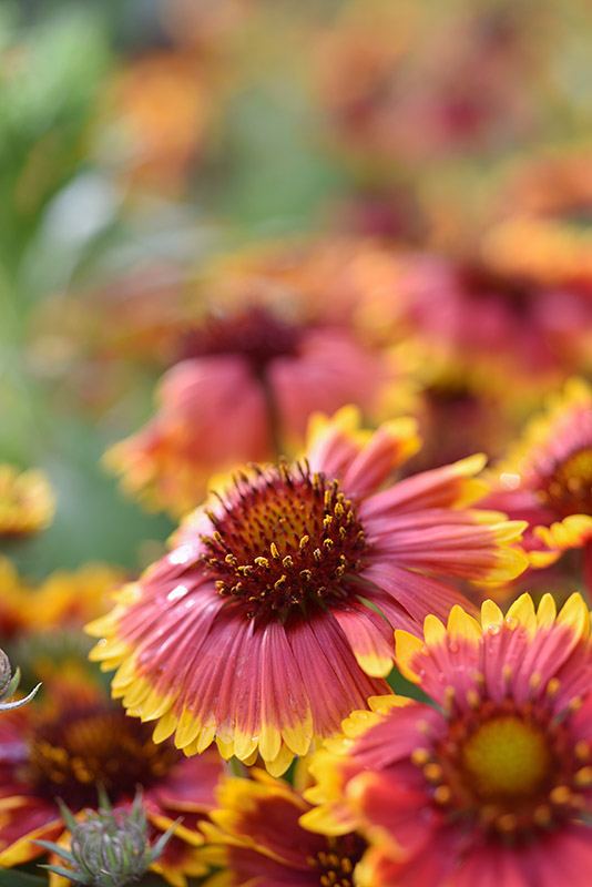 GAILLARDIA ARISTATA, ASTERACEAE - 2359