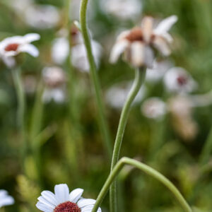 RHODANTHEUM, HYB, ASTERACEAE - 2363