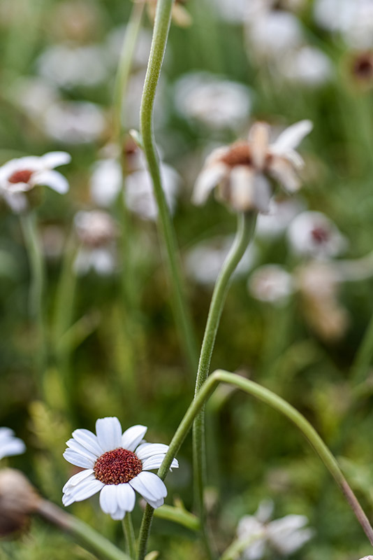 RHODANTHEUM, HYB, ASTERACEAE - 2363