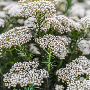 OZOTHAMNUS ROSMARINIFOLIUS, ROSEMARY EVERLASTING, ASTERACEAE - 2366