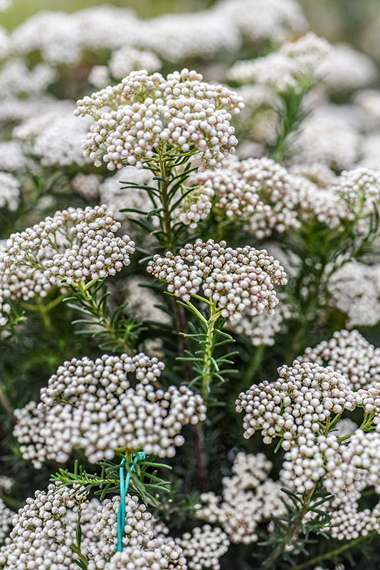 OZOTHAMNUS ROSMARINIFOLIUS, ROSEMARY EVERLASTING, ASTERACEAE - 2366