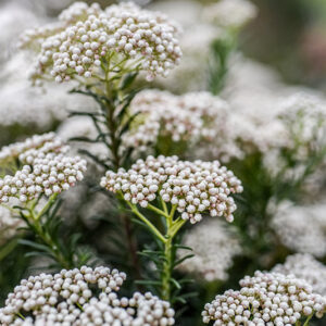 OZOTHAMNUS ROSMARINIFOLIUS, ROSEMARY EVERLASTING, ASTERACEAE - 2367