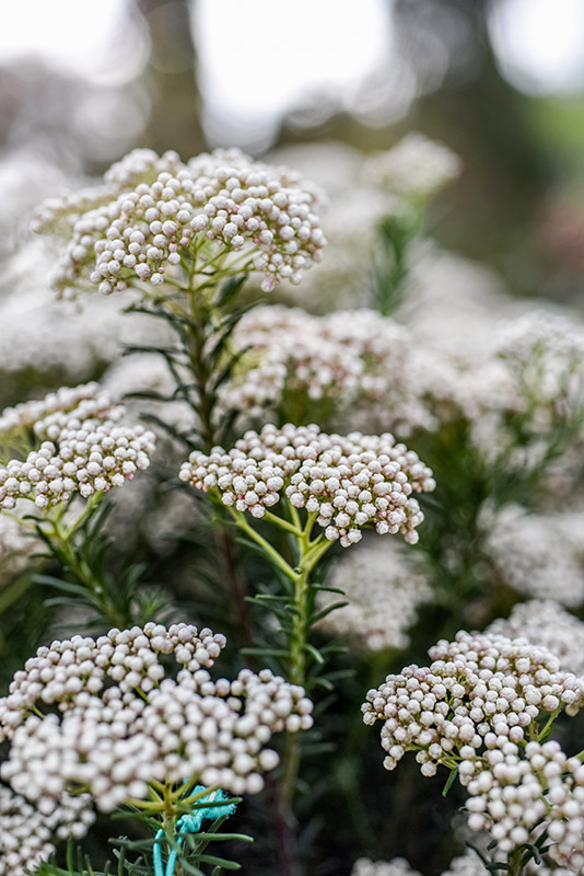 OZOTHAMNUS ROSMARINIFOLIUS, ROSEMARY EVERLASTING, ASTERACEAE - 2367