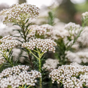 OZOTHAMNUS ROSMARINIFOLIUS, ROSEMARY EVERLASTING, ASTERACEAE - 2368