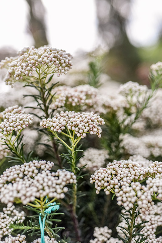OZOTHAMNUS ROSMARINIFOLIUS, ROSEMARY EVERLASTING, ASTERACEAE - 2368