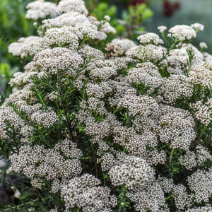 OZOTHAMNUS ROSMARINIFOLIUS, ROSEMARY EVERLASTING, ASTERACEAE - 2369