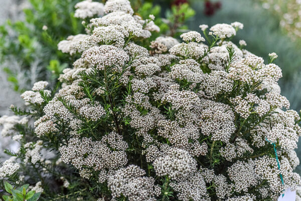 OZOTHAMNUS ROSMARINIFOLIUS, ROSEMARY EVERLASTING, ASTERACEAE - 2369