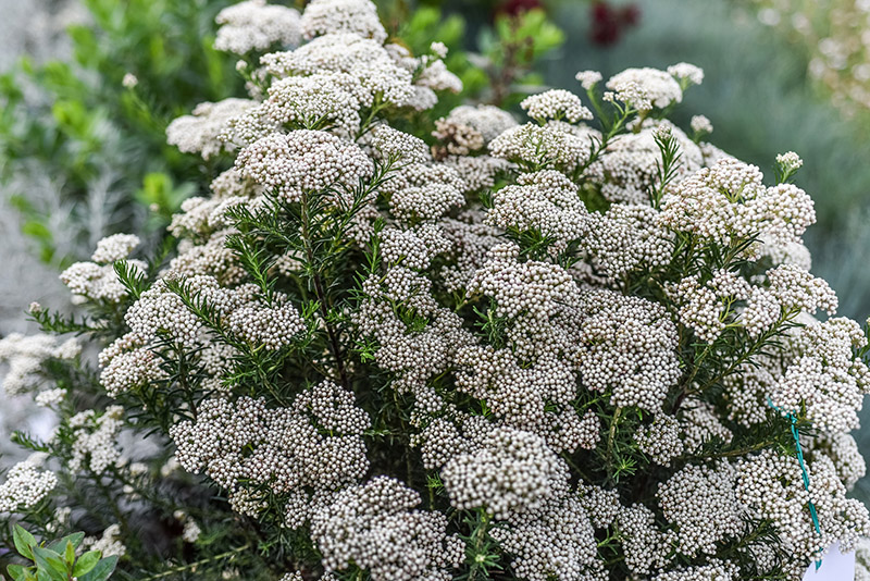 OZOTHAMNUS ROSMARINIFOLIUS, ROSEMARY EVERLASTING, ASTERACEAE - 2369 - immagine 1