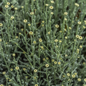 SANTOLINA CHAMAECYPARISSUS, L, SANTOLINA, CRESPOLINA, ASTERACEAE - 2505