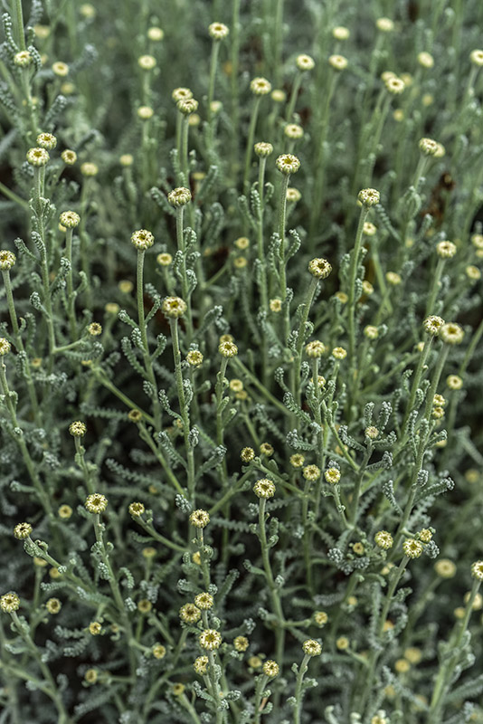 SANTOLINA CHAMAECYPARISSUS, L, SANTOLINA, CRESPOLINA, ASTERACEAE - 2505