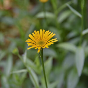 BUPHTHALUM SALICIFOLIUM, ASTEROIDEA FOGLIE DI  SALICE, L, ASTERACEAE - 2797