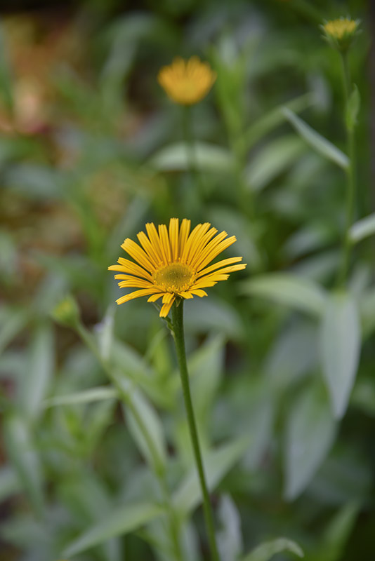 BUPHTHALUM SALICIFOLIUM, ASTEROIDEA FOGLIE DI  SALICE, L, ASTERACEAE - 2797