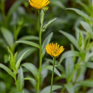BUPHTHALUM SALICIFOLIUM, ASTEROIDEA FOGLIE DI  SALICE, L, ASTERACEAE - 2798