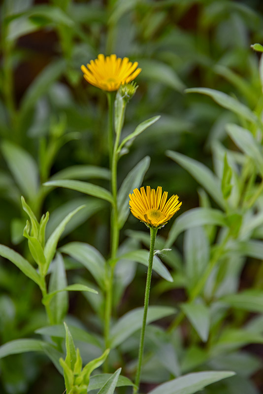 BUPHTHALUM SALICIFOLIUM, ASTEROIDEA FOGLIE DI  SALICE, L, ASTERACEAE - 2798