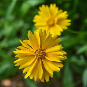 COREPSIS GRANDIFLORA, EARLY SUNRISE, NORD AMERICA,  ASTERACEAE - 3060