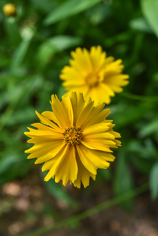COREPSIS GRANDIFLORA, EARLY SUNRISE, NORD AMERICA,  ASTERACEAE - 3060