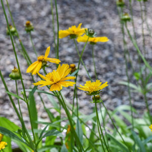 COREPSIS GRANDIFLORA, EARLY SUNRISE, NORD AMERICA,  ASTERACEAE - 3062