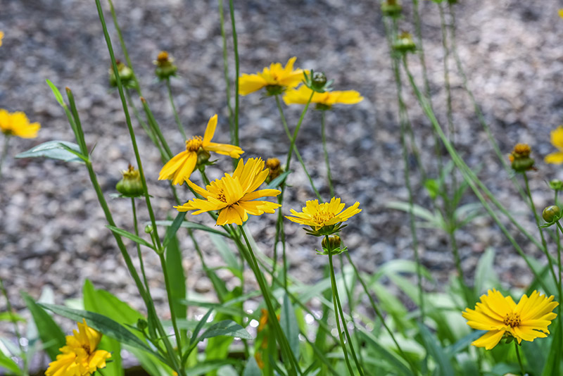 COREPSIS GRANDIFLORA, EARLY SUNRISE, NORD AMERICA,  ASTERACEAE - 3062 - immagine 1