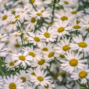 TANACETUM CORYMBOSUM, ERBA AMARA DEI BOSCHI, ASTERACEAE - 3206